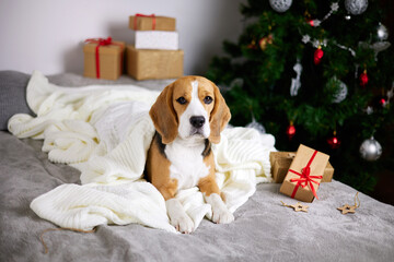 The beagle dog is lying on the bed, covered with a white knitted blanket. Next to the boxes with Christmas gifts. The house is decorated with a Christmas tree, toys and decorations.