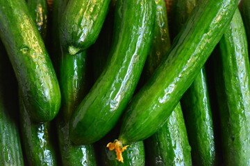 Organic green cucumber
