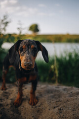 portrait of a Dachshund in the sand against the backdrop of the coastal zone