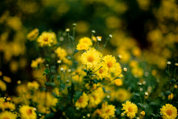 A field of yellow chrysanthemum flowers blooming at Pak Chong, Thailand.