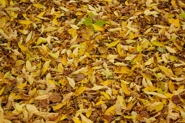 bed of autumn leaves