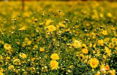 A field of yellow chrysanthemum flowers blooming at Pak Chong, Thailand.