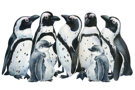 Penguins an isolated white background. Winter watercolor illustration