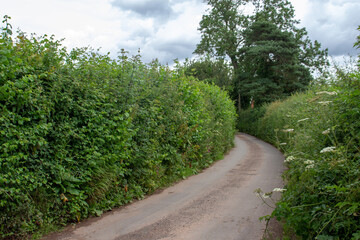 Fototapeta na wymiar a deserted Devon country lane and bend with high hedges either side on a cloudy day
