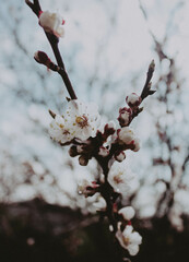 cherry tree blossom