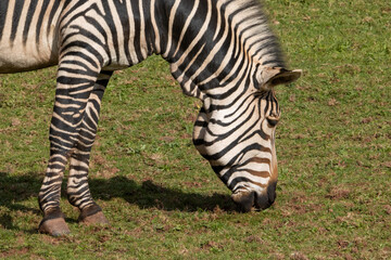 Fototapeta na wymiar a Hartmann’s mountain zebra (Equus zebra hartmannae) grazing the green grass