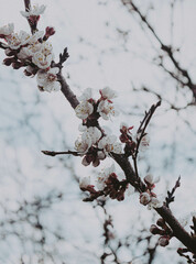 cherry blossom in spring