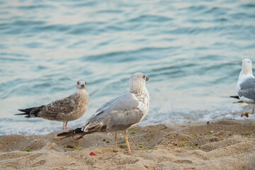Big seagull flying under the sea at the clear summer evening, wild nature birds