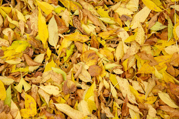 autumn leaves on the ground
