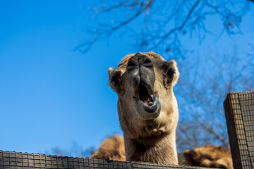Close up of a camel at Smoky Mountain Deer Farm and Exotic Petting Zoo, Sevierville, Tennessee