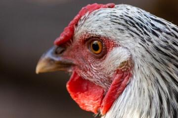 Silver Laced Wyandotte Hen