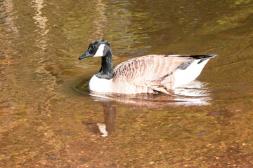 canada goose on the water