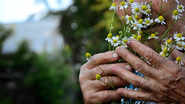 Grandmother with a bouquet of flowers. A bouquet of daisies in wrinkled hands. Old grandmother with flowers in the garden. Grandma sniffs flowers. Happy elderly woman with flowers. Mothers Day. 