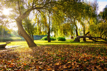 Wonderful autumn landscape. Beautiful romantic city park with autumn leaves on the ground. City park of Bonito, located in Entroncamento - Portugal 