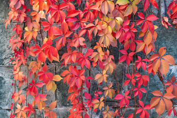 The amazing colors of the autumn, bright orange red leaves of climbing plant Parthenocissus quinquefolia on grey stone wall. Natural colorful fall pattern background, warm cozy color combination.