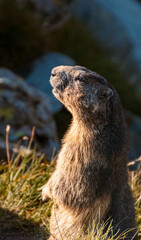 Beautiful alpine summer view with a marmot in alarmed stance at the famous Grossglockner high Alpine road, Kaernten, Salzburg, Austria