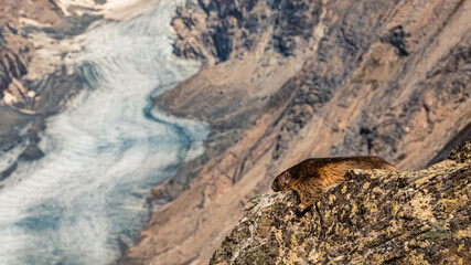 Beautiful alpine summer view with a marmot resting on a sun-warmed rock and the famous pasterze glacier in the background at the Grossglockner high Alpine road, Kaernten, Salzburg, Austria