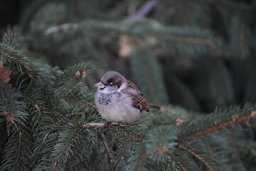 Birds in a park in fall