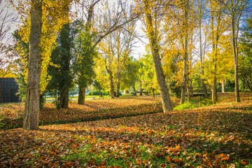 Wonderful autumn landscape. Beautiful romantic city park with autumn leaves on the ground. City park of Bonito, located in Entroncamento - Portugal 