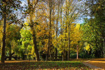 Naklejka premium Wonderful autumn landscape. Beautiful romantic city park with autumn leaves on the ground. City park of Bonito, located in Entroncamento - Portugal 