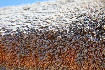 Typical African thatched roof round hut textur background