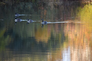 Lake and leaves in fall