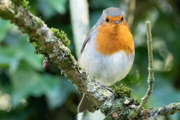 robin on a branch