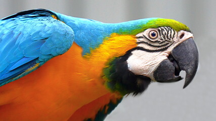 Blue-and-Gold Macaw Close up