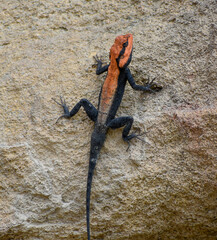 lizard on the rock