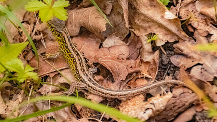 Macro of a sand lizard, lacerta agilis, on a sunny summer day