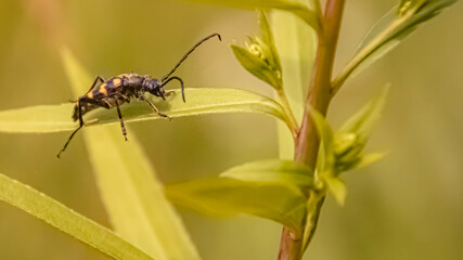 Macro of leptura quadrifasciata, four banded longhorn beetle, on a sunny summer day