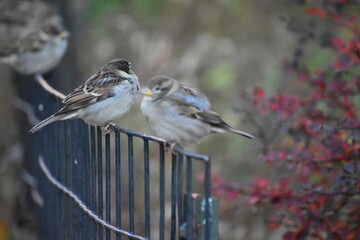 Birds on a fence