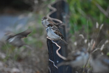 Birds on a fence