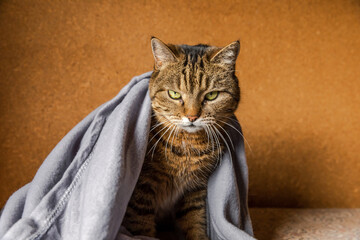 Funny arrogant domestic tabby cat lying on couch under plaid indoors. Kitten resting at home...