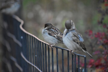 Birds on a fence