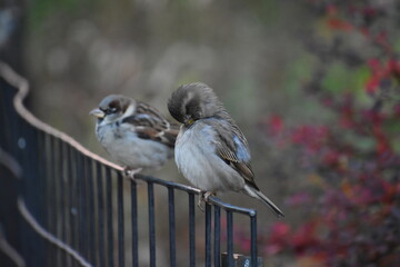 Birds on a fence