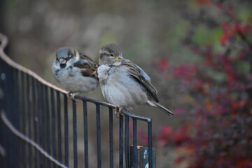 Birds on a fence