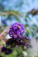 A closeup of a bee pollinating on beautiful purple lilacs