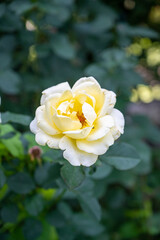 A vertical closeup shot of a beautiful yellow garden rose