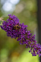 A closeup of a bee pollinating on beautiful purple lilacs