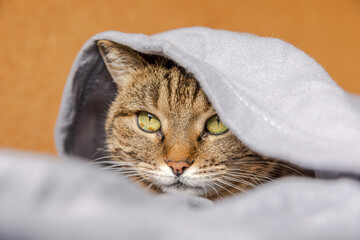 Funny arrogant domestic tabby cat lying on couch under plaid indoors. Kitten resting at home...