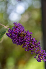 A closeup of a bee pollinating on beautiful purple lilacs