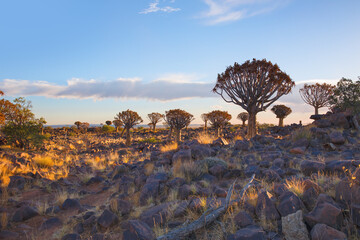 Quiver Tree Forest near Keetmanshoop at amazing sunset , Namibia
