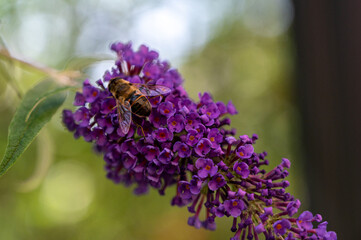 A closeup of a bee pollinating on beautiful purple lilacs