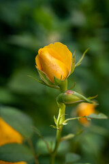 A vertical closeup shot of beautiful yellow rose buds in a garde