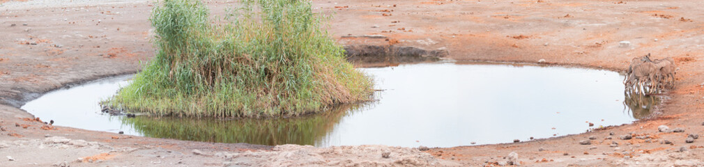 Group of greater kudu antelopes drinking water - Etosha National Park, Namibia