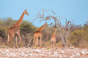 Giraffe family walking in the Etosha park, Namibia