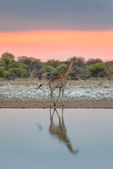 Southern African Giraffe visit a watering hole in a Etosha National Park, Namibia, 