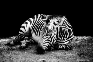Foto op Aluminium Zwart wit zebra