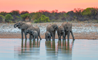 Naklejka premium Amazing african elephants at sunset concept - African elephants standing near lake in Etosha National Park, Namibia